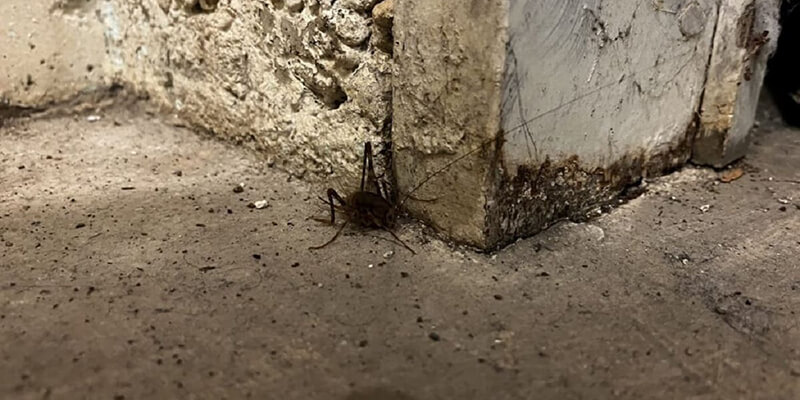 How to Eliminate Crickets in Your Garage - Garage Doors Repair Dallas